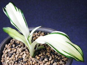 ^JN}zggMX`(Âݐ) x. ci R쑐 A h 