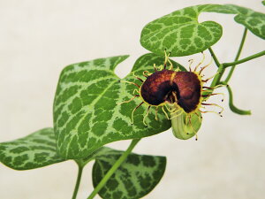 cE}mXYNT̒[AXgLAEtBuA[^]@c iEԖ؁ER쑐