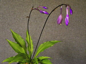 四国(シコク)ギボウシ 黒軸.濃紫色花 中苗(半休眠〜休眠苗)セレクト個体珍品・花木・山野草