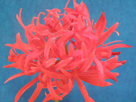 ヒガンバナ 八重咲　休眠 小～小上2球植　　珍品・花木・山野草