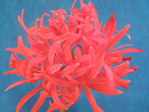 ヒガンバナ 八重咲 休眠 小〜小上2球植  珍品・花木・山野草