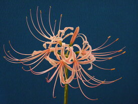 桃花 日本ヒガンバナ　小上(1作開花)球珍品・花木・山野草