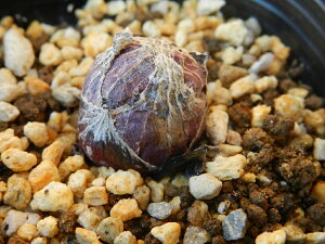 t L[ԉԕ@t̕] x. ciEԖ؁ER쑐