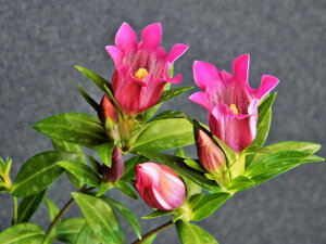 リンドウ 赤花系(実生グレックス) 中(開花見込)苗  珍品・花木・山野草