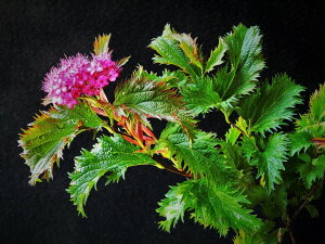 VcP@tMt [E]@ciEԖ؁ER쑐