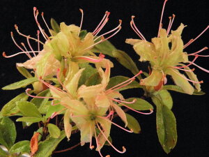 山ツツジ 小輪花. 桃〜黄桃〜黄緑色花(咲き進むにつれ変色する花)枝打小苗 葉イタミ有り珍品・花木・山野草