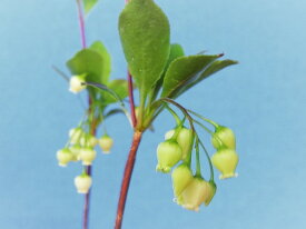 コアブラツツジ(黄花ドウダン)　小上(15～20センチ)苗珍品・花木・山野草