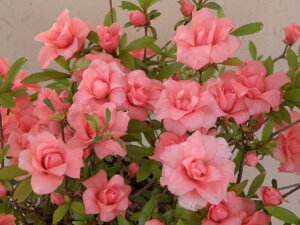 TcLccW(TcLn)@d [ꉲO]@}ŏciEԖ؁ER쑐