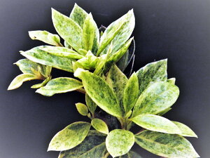 斑入 慶良間(ケラマ)ツツジ 白散 小苗珍品・花木・山野草