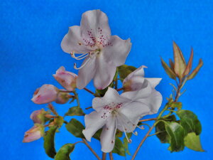 常葉(トキワ)梅花ツツジ(実生苗) 枝打小苗 古葉イタミ有り珍品・花木・山野草