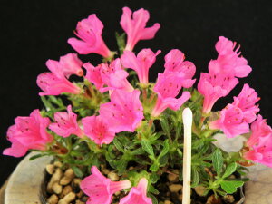 PccW(ǎ)[莙(Ă)]@}ŏciEԖ؁ER쑐Ei~