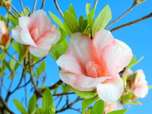 TcLccW[ق]@@}ŏciEԖ؁ER쑐Ei~