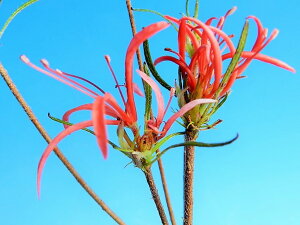 `ccW[эE(LNWN)]@}ŏciEԖ؁ER쑐Ei~