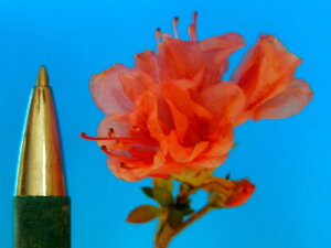 山ツツジ 八房(極姫) 二季咲 枝打 極小苗珍品・花木・山野草・小品盆栽