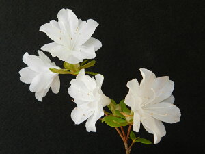 山ツツジ 純白.二重咲 枝打 小苗珍品・花木・山野草