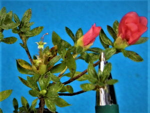 RccW [̓`{]@t.ց@} c[ɂďȕcłiEԖ؁ER쑐