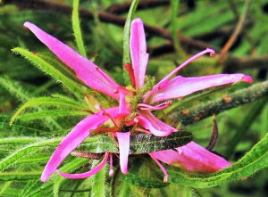 `ccW[Cg](R)@}ŏciEԖ؁ER쑐