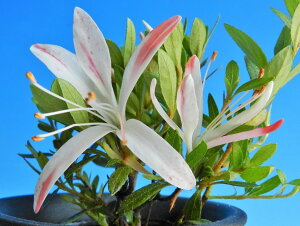 TcLccW@.gi.э [ԉ] @(})ciEԖ؁ER쑐