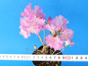 ZF~ف@CccW }.(20Z`O)ciEԖ؁ER쑐