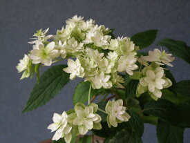 楽天市場 アメリカノリノキの通販