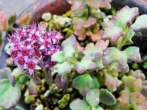 ~Zo[kq]@tM([)t@cEiEԖ؁ER쑐