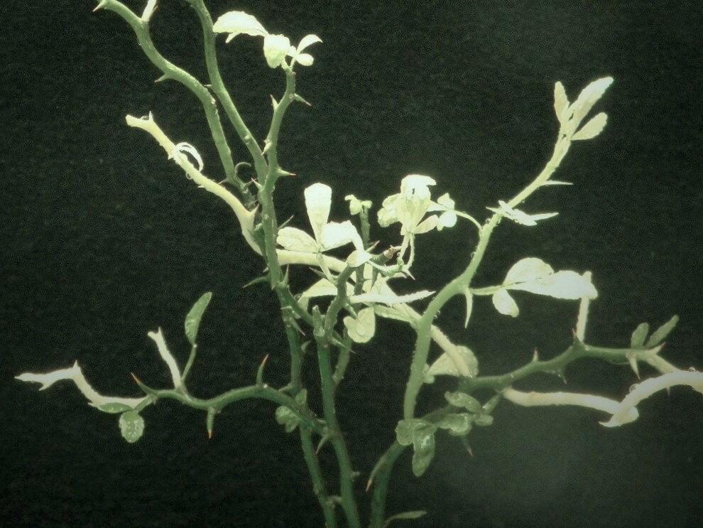 雲竜カラタチ(白曙.八房)[白竜]枝打小上苗珍品・花木・山野草