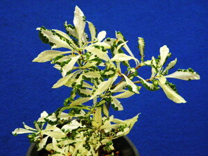 I (O)@QccW@[iٖP]@@ }(5`6})ciEԖ؁ER쑐