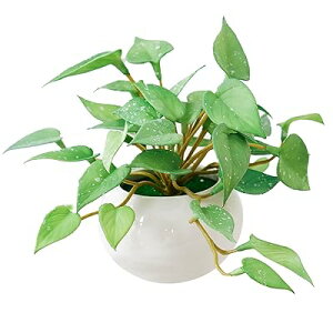 tFCNO[  lHϗtA tFCNO[ 1_Zbg 傭΂ϗtA AtFCN   G} ϗtA ~j  AXE̗t