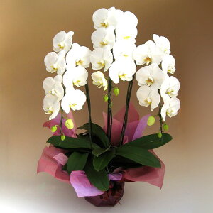 ӒE̋ V̎MIӒ3{uv uyΉv