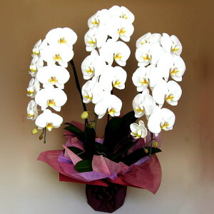 Ӓ 3{  V̎M ֌nӒ3{uv