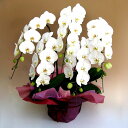 「送料無料」胡蝶蘭5本立ち（白色）ギフト・ビジネス