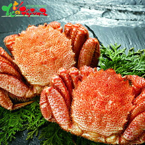 т p 2 (500g×2) 2025 Ε N Nz  NNn Mtg 蕨 j  Ԃ j j oYj  Cj v[g Y CN уKj  Jj I 