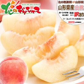 【楽天スーパーSALE】山形県産 ご家庭用 白桃 (訳あり/冷蔵便) わけあり 北の桃源郷 北限の桃 はくとう もも モモ 桃 白桃 2kg 3kg 5kg ご自宅用 ご家庭用 おうち用 お得 食べ放題 人気 果物 フルーツ 山形県 東根市 青果卸 産地直送 送料無料 お取り寄せ