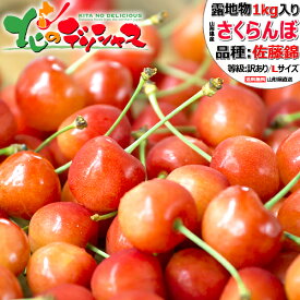 ★【予約】山形県産 ご家庭用 さくらんぼ 佐藤錦 1kg (露地/訳あり/Lサイズ/ばら詰め/産地箱/クール冷蔵便) 2027 旬 サクランボ 初夏 ご家庭用 自宅用 おうち用 お得 お買い得 これで十分 たっぷり 食べ放題 人気 果物 フルーツ 山形県 東根市 送料無料 お取り寄せ