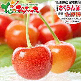 【予約】山形県産 さくらんぼ 佐藤錦 700g (露地/秀品/選べるサイズ/ばら詰め/350g×2p/化粧箱入り/クール冷蔵便) 2026 旬 サクランボ 初夏 夏ギフト お中元 ギフト 贈り物 お祝い 内祝い プレゼント ご家庭用 果物 フルーツ 山形県 東根市 送料無料 お取り寄せ