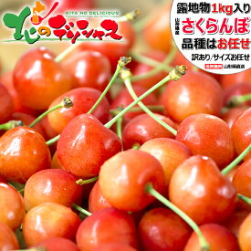 【予約/お届け日指定不可】生産者応援 山形県産 ご家庭用 さくらんぼ 1kg (露地/訳あり/品種・サイズお任せ/ばら詰め/産地箱/クール冷蔵便) 2026 旬 サクランボ ご家庭用 自宅用 おうち用 お買い得 たっぷり 食べ放題 果物 フルーツ 山形県 お取り寄せ