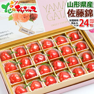 y\z̓ R`Y   (nEX͔|/Gi/24/ϔ/퉷) 2026 ̓Mtg Mtg 蕨 j v[g ԂJ[l[V ̓bZ[WJ[h 