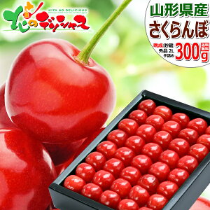 y\zR`Y Ӑ  (i/Gi/IׂTCY/1300g/ϔ/N[①) 2026 { Ӑ TN{  ăMtg  Mtg 蕨 j j v[g 