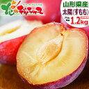 【予約】山形県産 プラム 太陽 1.2kg (秀品/10玉〜12玉入り/冷蔵便) プラム すもも スモモ 日本すもも たいよう 太陽 …