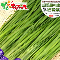 【販売終了】山形県産 長井市 行者菜 (ぎょうじゃな/冷蔵便) 旬 季節限定 長井市産 特産品 行者ニンニク…