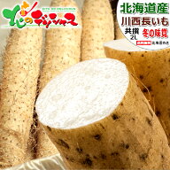 【予約】北海道産 十勝川西 長芋 (JA共撰/2Lサイズ/常温便) 冬野菜 野菜 JA帯広かわにし 地理的表示認定 …
