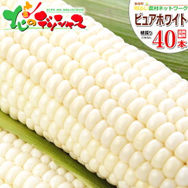 【予約】 北海道産 南幌町 とうもろこし ピュアホワイトSP (白色/冷蔵便) 南幌町明るい農村ネットワーク 朝採り トウモロコシ スイートコーン とうきび 残暑見舞い 敬老の日 秋 ギフト 贈り物 お祝い プレゼント 北海道 グルメ 産地直送 送料無料 お取り寄せ