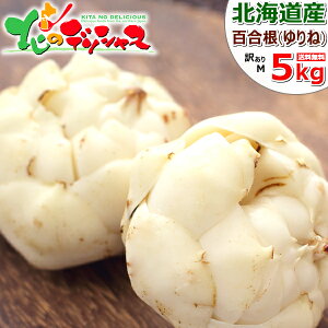 y\zkCY ƒp S 5kg (󂠂/M-LTCY/퉷) ~   l 荪  ֐ {  `  킯 p ƒp p lC kC