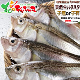 【予約】北海道産 生ハタハタ 1箱 3kg (オス＆メス子無し混みorメス子持ち/冷蔵品) 生 冬の味覚 はたはた ハタハタ 鰰 ぶりこ ブリコ 卵 塩焼き 煮つけ しょっつる鍋 飯寿司 ギフト 贈り物 プレゼント 家庭用 自宅用 北海道 送料無料 お取り寄せグルメ