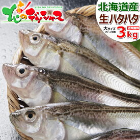 【予約】北海道産 生ハタハタ 1箱 3kg (オス＆メス子無し混みorメス子持ち/冷蔵品) 生 冬の味覚 はたはた ハタハタ 鰰 ぶりこ ブリコ 卵 塩焼き 煮つけ しょっつる鍋 飯寿司 ギフト 贈り物 プレゼント 家庭用 自宅用 北海道 送料無料 お取り寄せグルメ