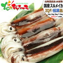 北海道産 スルメイカ (生食用/船凍品) 国産 日本海産 真いか 真イカ するめいか 生冷 冷凍 急速冷凍 IQF 刺身 塩辛 ギフト 贈り物 お祝い お礼 お返し 内祝い プレゼント 冬ギフト 年越し お正月 ご家庭用 自宅用 おうち用 グルメ 北海道 送料無料 お取り寄せ