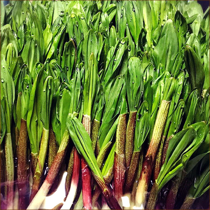 楽天市場】【出荷中】北海道産 山菜 天然 行者にんにく (1束 50g/冷蔵 