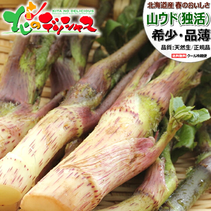 楽天市場】【予約】北海道産 山菜 天然 山ウド (冷蔵) 春の味覚 幻の 