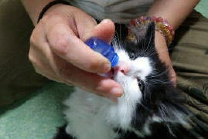 楽天市場 鼻スッキリ 鼻とーる ネコポス お鼻に垂らすスースーしない猫用サプリメント 10ml プロポリス配合 鼻アレルギー ハウスダスト 鼻づまり くしゅん 改善 息苦しい 解消 愛猫 犬 犬使用可 愛犬 簡単 健康 健康管理 快適 ねこ ネコ 生商品返品不可 ねこの