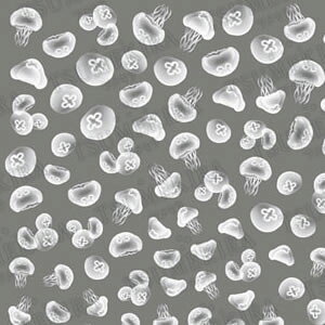 TSUMEKIRA cL lCV[ YX^C C ylR|XΉzy[J[񂹁z lCpi̐X lC V[